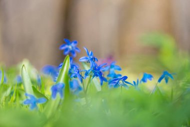 İlkbahar bahar güzel mavi orman çiçek