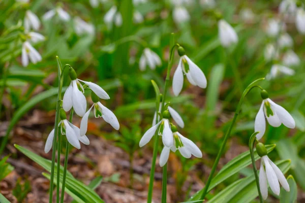 Field White Snowdrop Forest — Stock Photo, Image