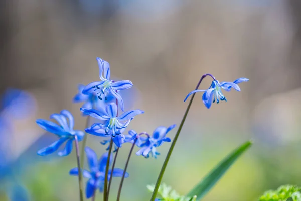 Primer Plano Hermosas Flores Nieve Primavera Azul Bosque — Foto de Stock