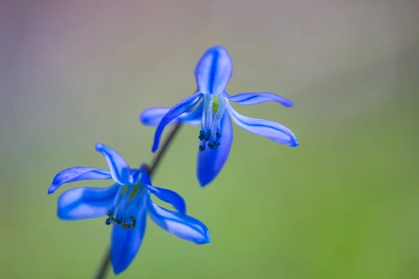 Κοντινό Πλάνο Όμορφη Μπλε Άνοιξη Λουλούδια Χιόνι Ένα Ξέφωτο Δάσος — Φωτογραφία Αρχείου