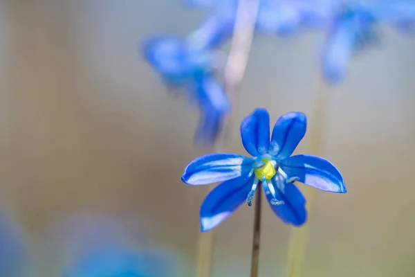 Zaostřená Nádherné Modré Jarní Sněhové Květiny Mýtině Lesa — Stock fotografie