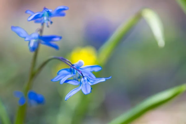 Zaostřená Nádherné Modré Jarní Sněhové Květiny Mýtině Lesa — Stock fotografie