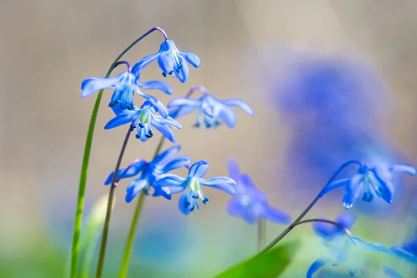 クローズアップ美しい青い春スノードロップの花の森の空き地 — ストック写真