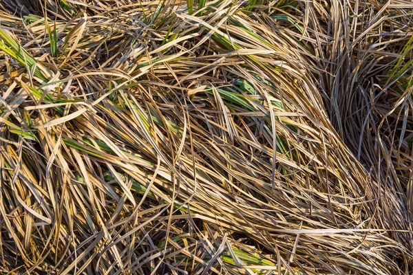 Closeup Dry Grass Natural Background — Stock Photo, Image