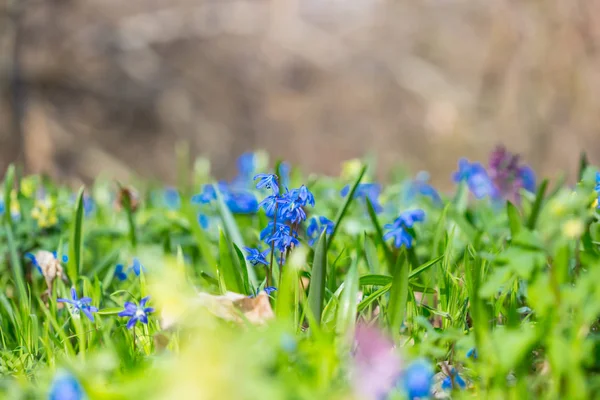 Closeup Beautiful Blue Spring Snowdrop Flowers Forest Glade — Stock Photo, Image