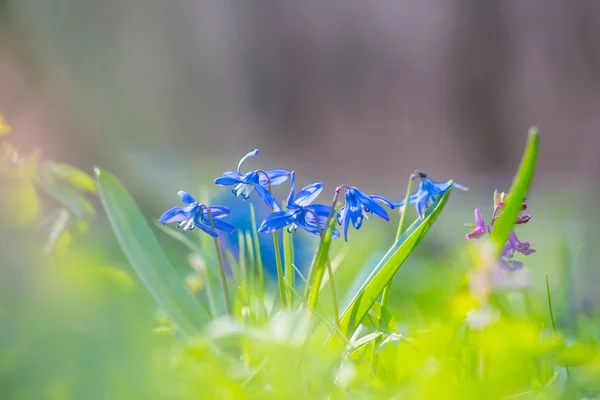 Closeup Beautiful Blue Spring Snowdrop Flowers Forest Glade — Stock Photo, Image