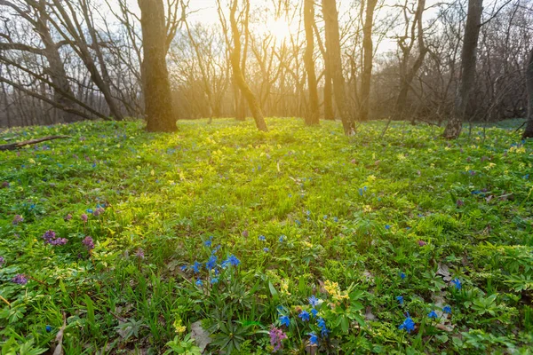 美丽的春天森林与花朵的空地 — 图库照片