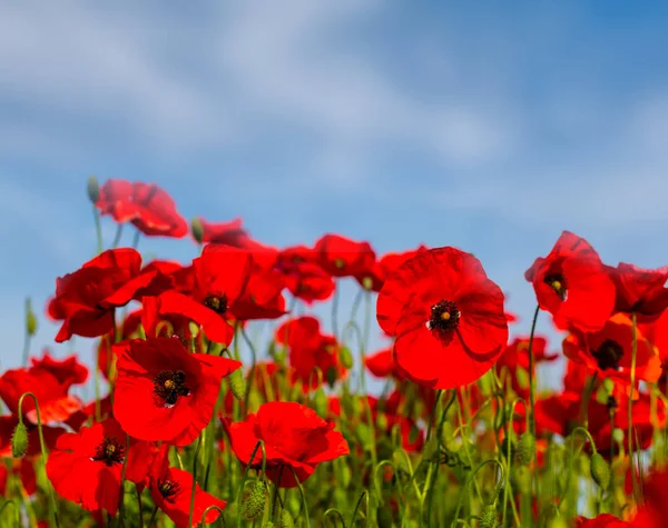 Closeup Red Poppy Flowers Blue Sky Background — Stock Photo, Image