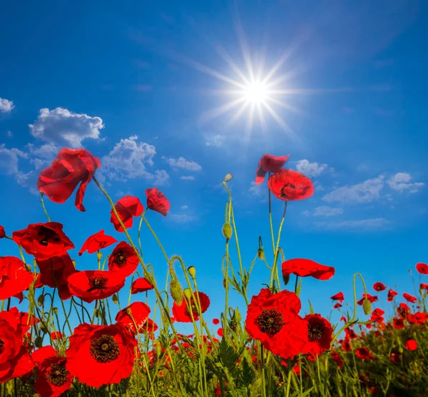 Red Poppy Field Sparkle Sun — Stock Photo, Image