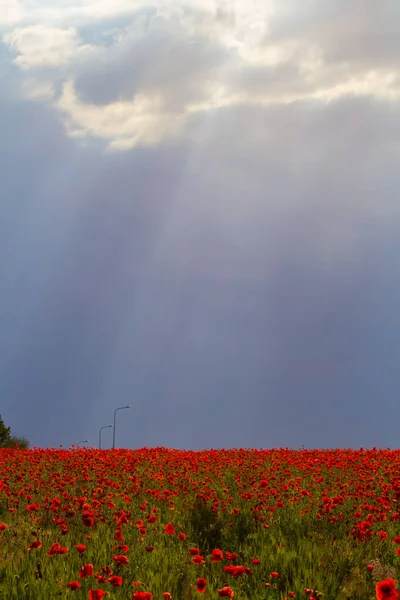 red poppy field on a blue sky background in a sunrays