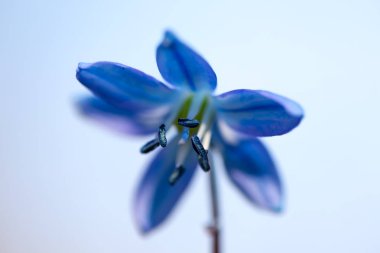 beyaz bir arka plan üzerinde izole closeup mavi kardelen çiçek