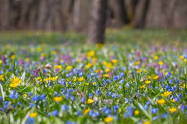 güzel bahar orman glade çiçekli