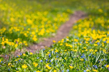 güzel bahar çiçekleri arasında bir ormanda küçük bir yol
