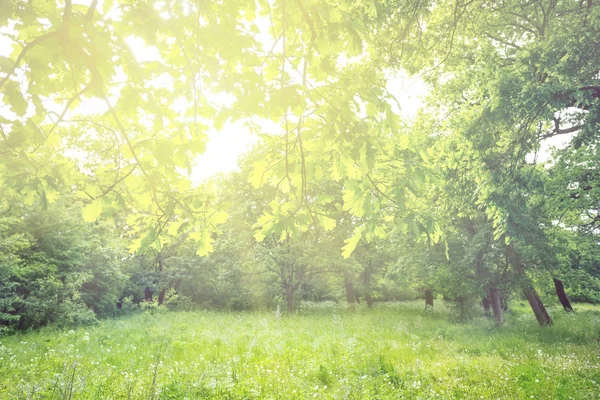 Bir Güneş Işığında Güzel Taze Bahar Meşe Ormanı — Stok fotoğraf