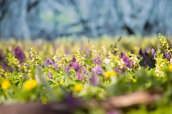 Çiçekler Doğal Arka Plan Ile Bahar Orman Glade — Stok fotoğraf