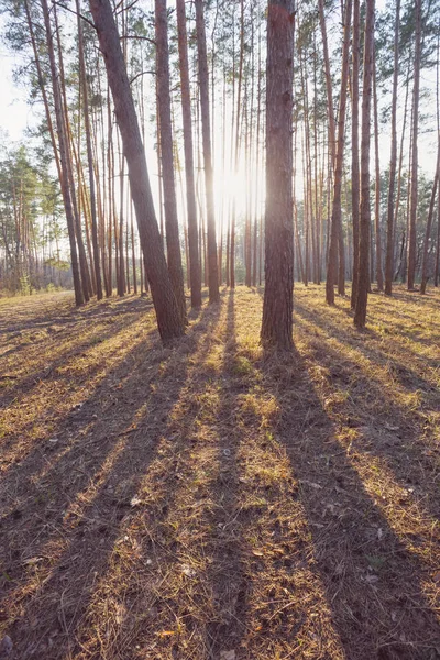 Πεύκο Δάσος Στο Φως Του Βραδινής Ηλίου — Φωτογραφία Αρχείου