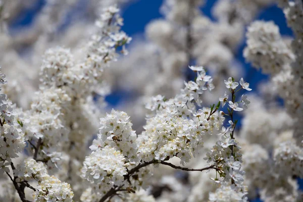 青空を背景に桜の枝を閉じる — ストック写真