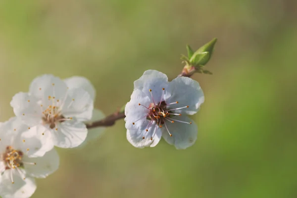 Gros Plan Branche Pommier Dans Une Fleur — Photo