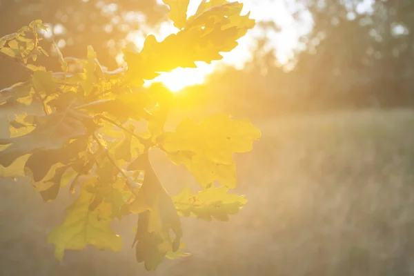 Zbliżenie Owsa Drzewo Gałąź Świetle Zachodu Słońca — Zdjęcie stockowe
