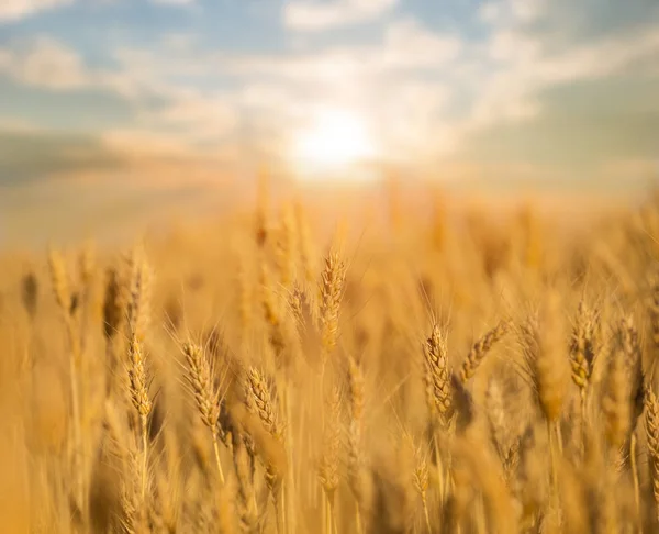 Campo Trigo Verão Pôr Sol Fundo Agrícola — Fotografia de Stock