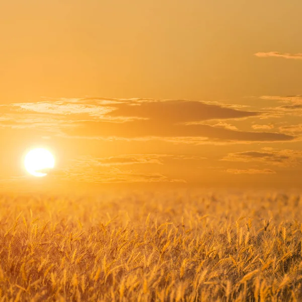 Pôr Sol Vermelho Entre Campos Trigo — Fotografia de Stock