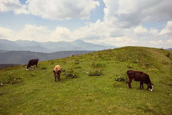 Rebaño Vacas Pastan Entre Pasto Verde Montaña —  Fotos de Stock