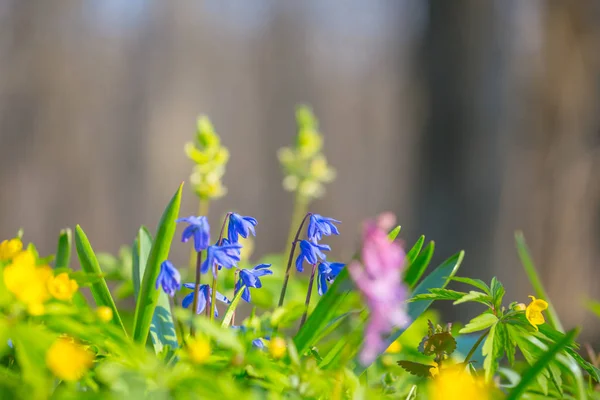 Çiçekler Yumuşak Doğal Arka Plan Ile Güzel Closeup Bahar Orman — Stok fotoğraf