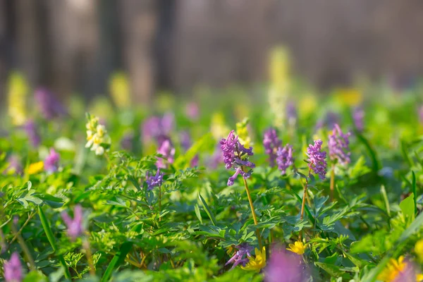 Vackra Våren Skog Glade Med Blommor — Stockfoto