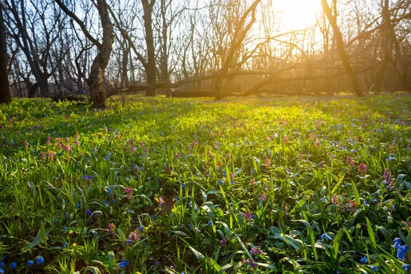 Spring Forest Glade Flowers Sunset — Stock Photo, Image