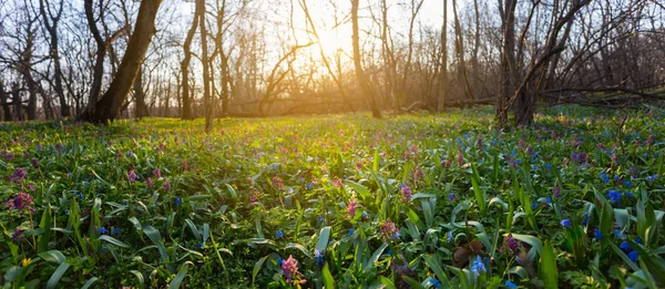 Clareira Floresta Primavera Com Flores Pôr Sol — Fotografia de Stock