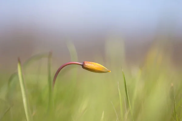 Beautiful Closeup Alone Wild Tulip Prairie — Stock Photo, Image