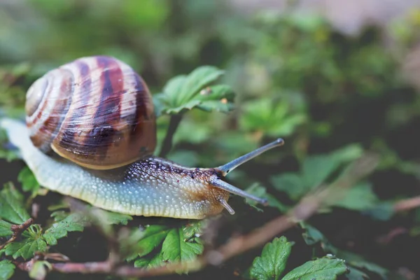 Primer Plano Uva Caracol Gatear Jardín Una Hierba — Foto de Stock