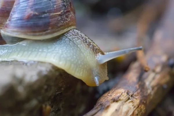 Gros Plan Escargot Raisin Ramper Sur Pierre — Photo