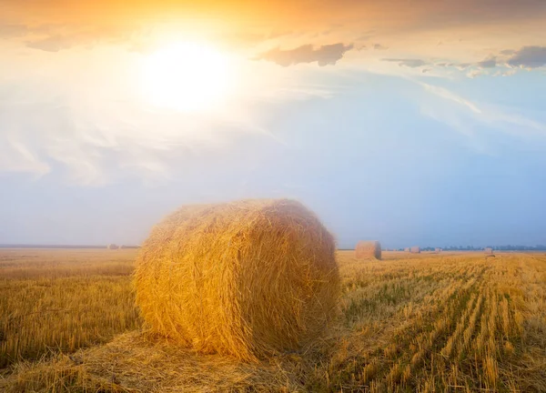 Sommerweizenfeld Nach Der Ernte Bei Sonnenuntergang — Stockfoto