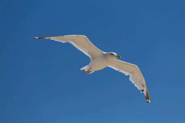 closeup white seagull fly in a blue sky