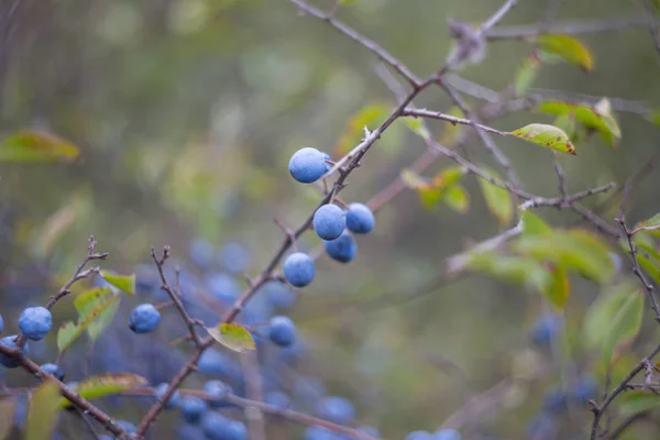 Closeup Thorn Bush Ripen Berries — Stock Photo, Image