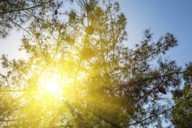 güneş ışığında koniler ile çam ağacı dalı