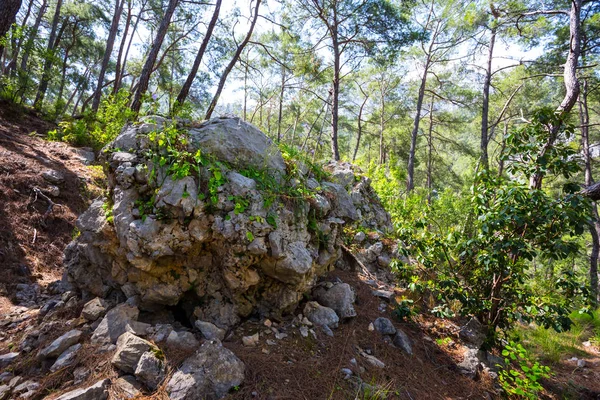 Closeup Pedra Enorme Entre Floresta Montanha — Fotografia de Stock