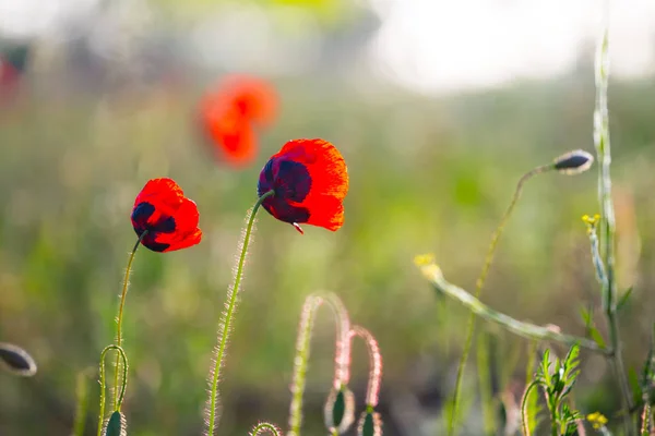 Vacker Röd Vallmo Prärie Vilda Blommor — Stockfoto