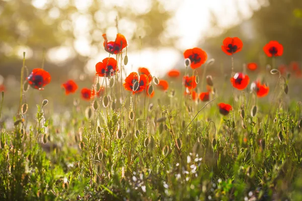 Close Prachtige Rode Papavers Een Prairie Vroege Ochtend — Stockfoto