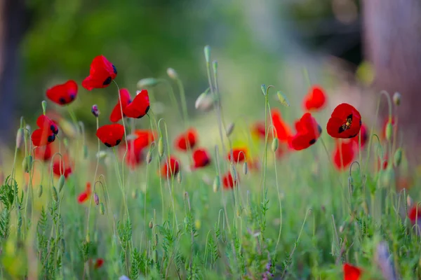 Tas Fleurs Pavot Rouge Sauvage Dans Une Herbe Fond Naturel — Photo