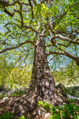 bir ormanda closeup büyük çınar ağacı