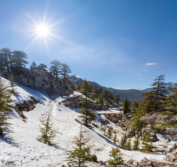 Smuk Forårsscene Bjergskråning Sne Med Granskov - Stock-foto