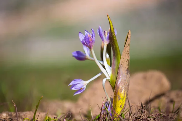 特写紫罗兰花在草 — 图库照片
