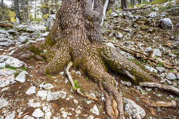 Montaj Yamaç Üzerinde Büyük Ağaç Kökleri — Stok fotoğraf