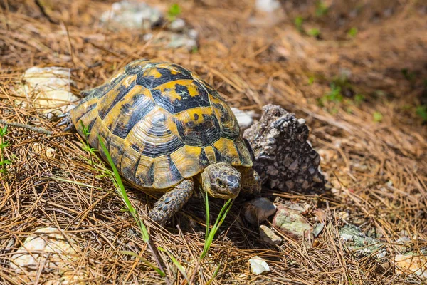 Tortue Rampant Parmi Une Pierre — Photo