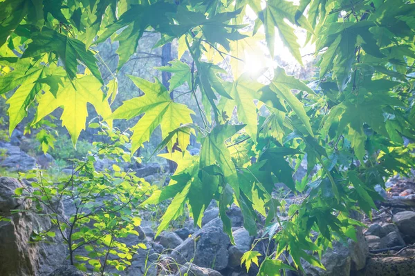 Tidigt Morgonen Solen Driva Igenom Den Gröna Blad Naturlig Bakgrund — Stockfoto