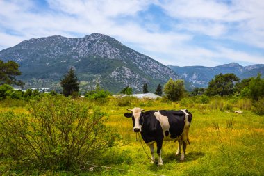 dağ çayır, kırsal peyzaj üzerinde otlatma