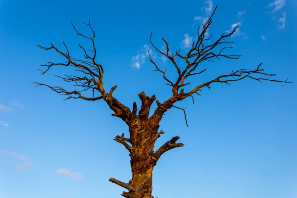 Nahaufnahme Allein Trockener Baum Auf Blauem Himmel Hintergrund — Stockfoto