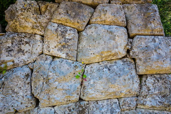 Nahaufnahme Kleines Blütenwachstum Durch Die Uralte Steinmauer Natürlicher Hintergrund — Stockfoto